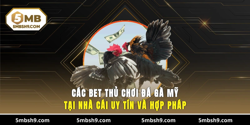 Các bet thủ chơi đá gà Mỹ tại nhà cái uy tín và hợp pháp