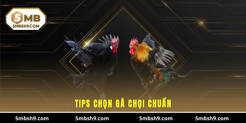 Tips chọn gà chọi chuẩn